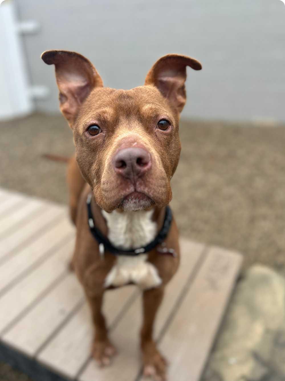 Rusty, a Adoptable mixed breed in Detroit, MI image 5/6