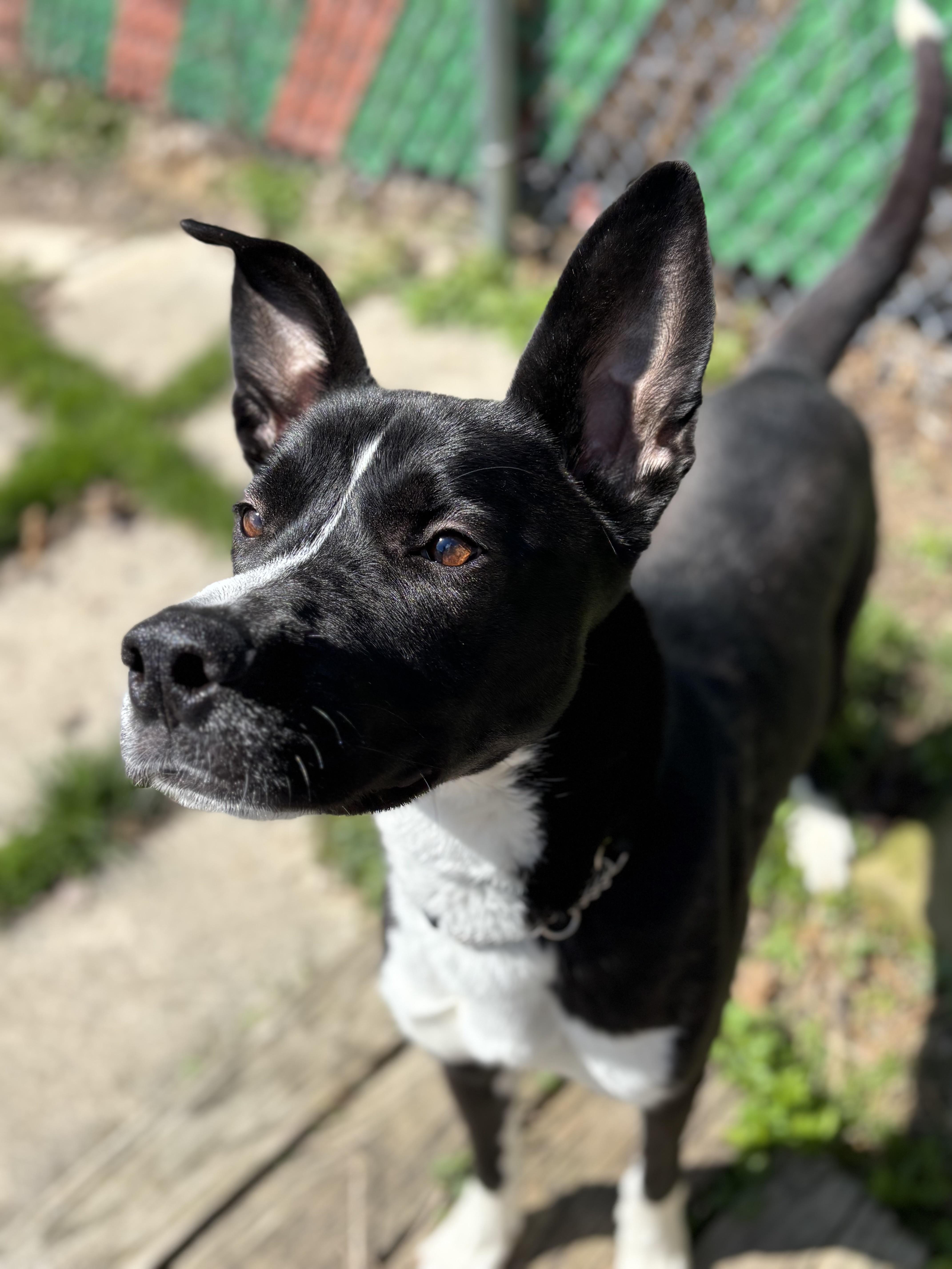 Van, a Adoptable mixed breed in Powell, OH image 3/4