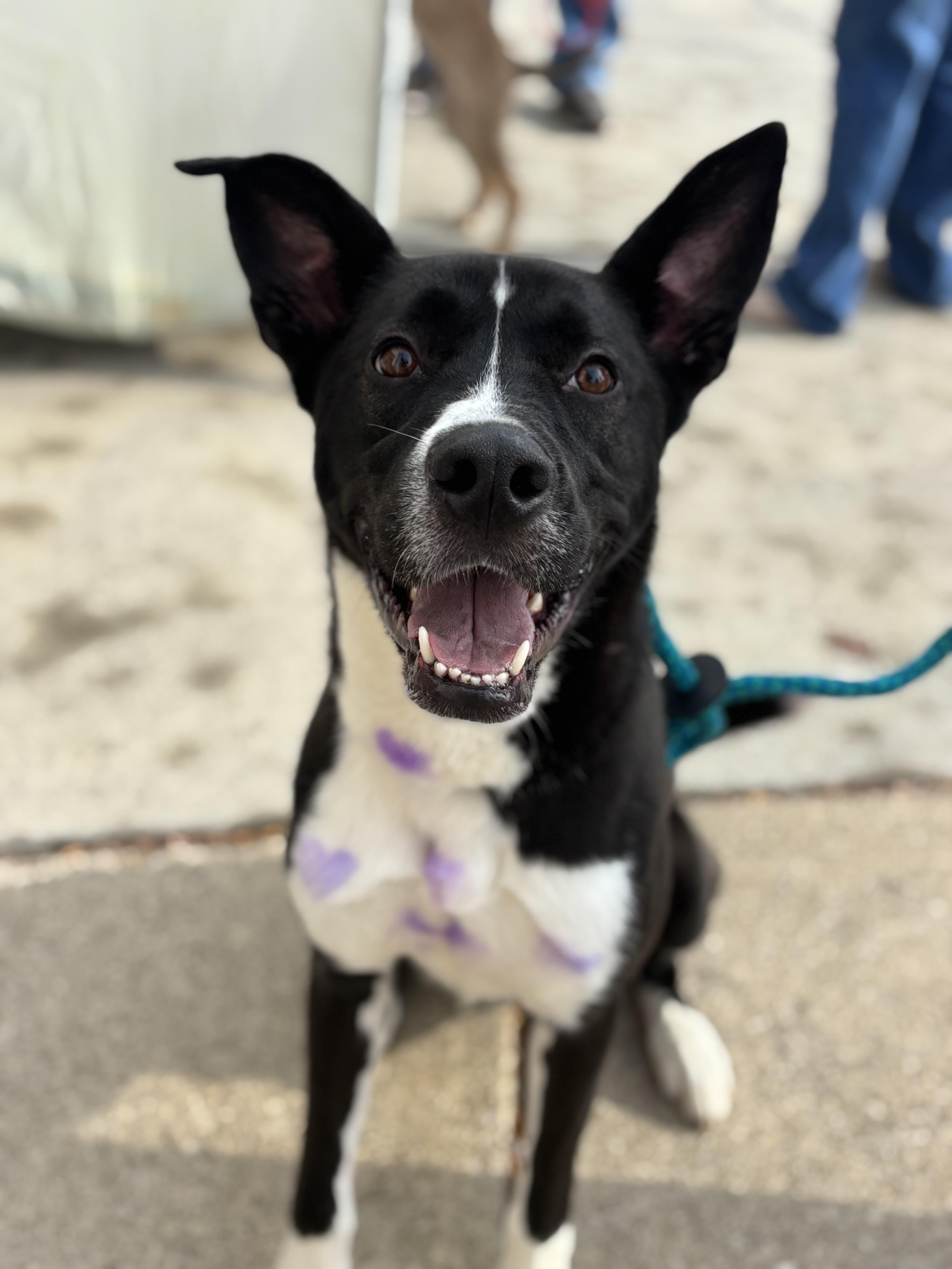 Van, a Adoptable mixed breed in Powell, OH image 1/4