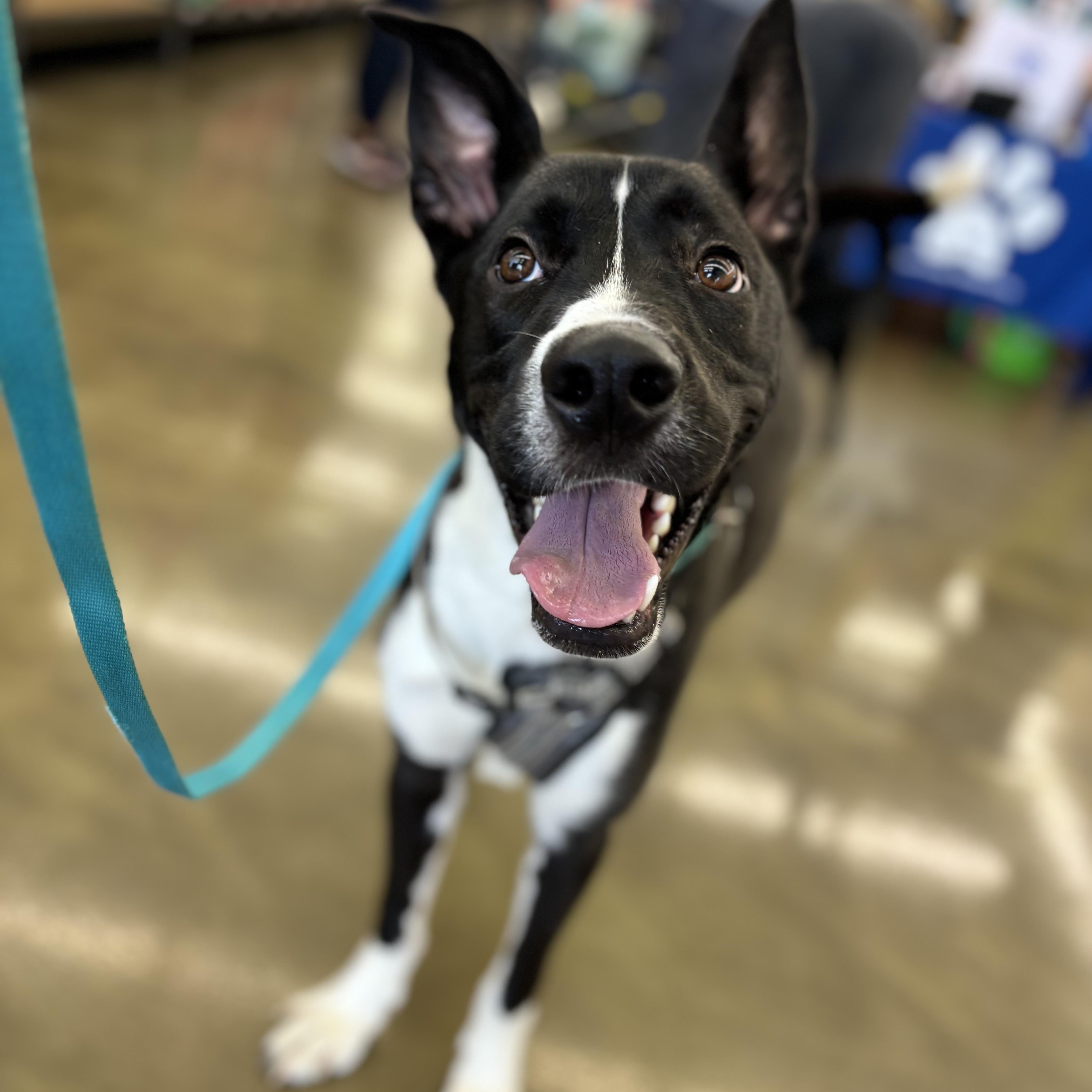 Van, a Adoptable mixed breed in Powell, OH image 2/4