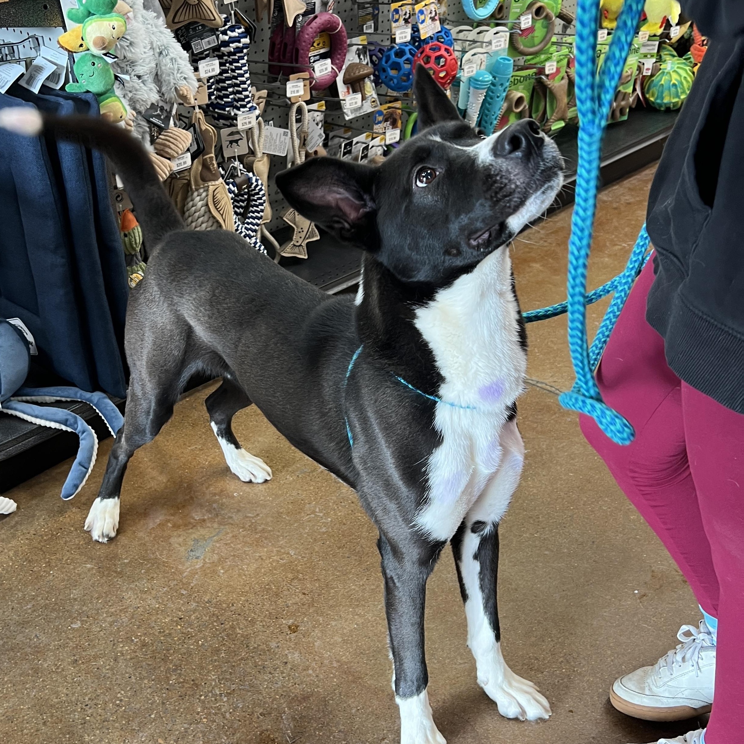 Van, a Adoptable mixed breed in Powell, OH image 5/6