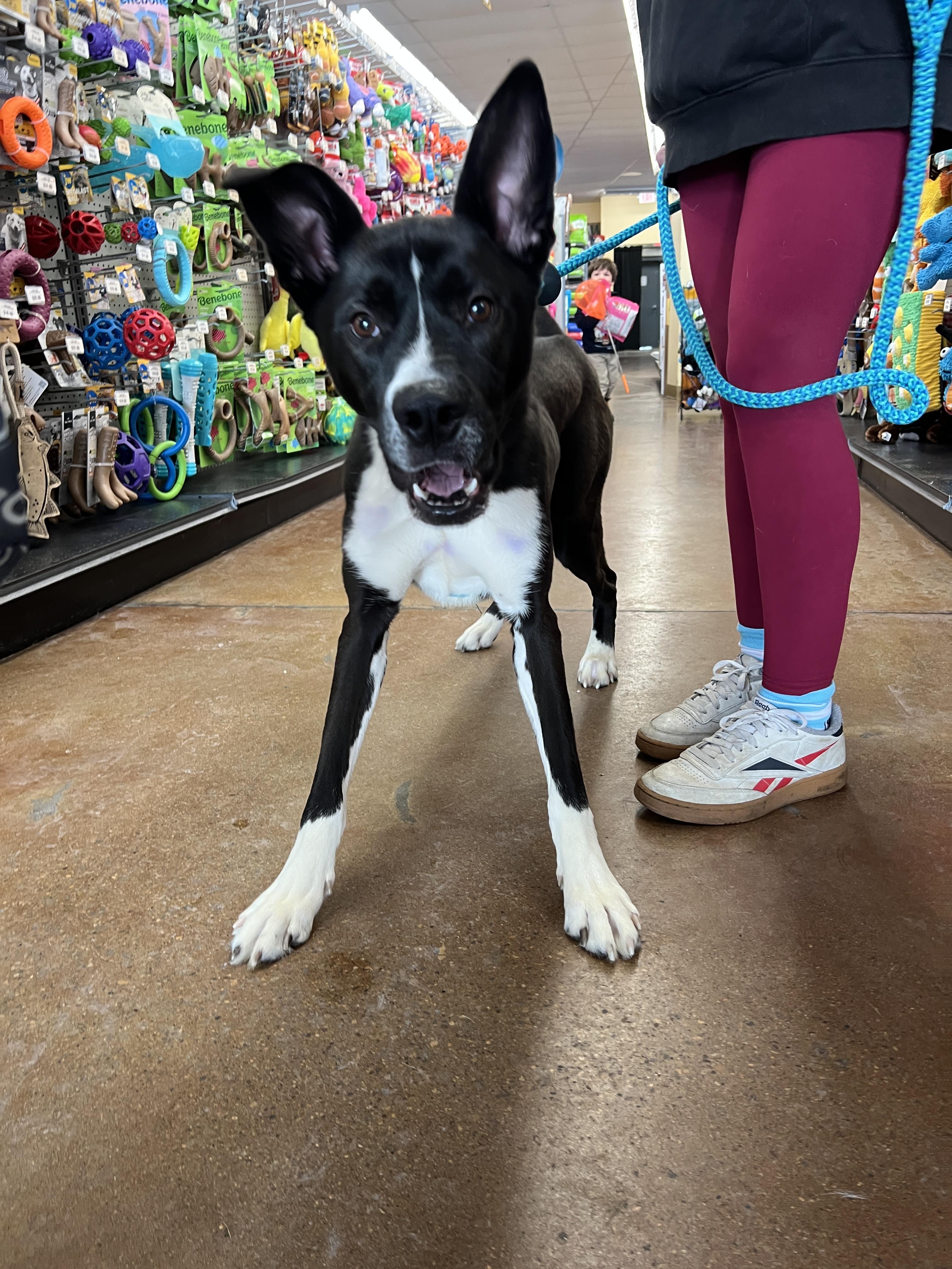 Van, a Adoptable mixed breed in Powell, OH image 6/6