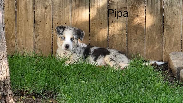 Pippa, Adoptable, Young Female Australian Shepherd.