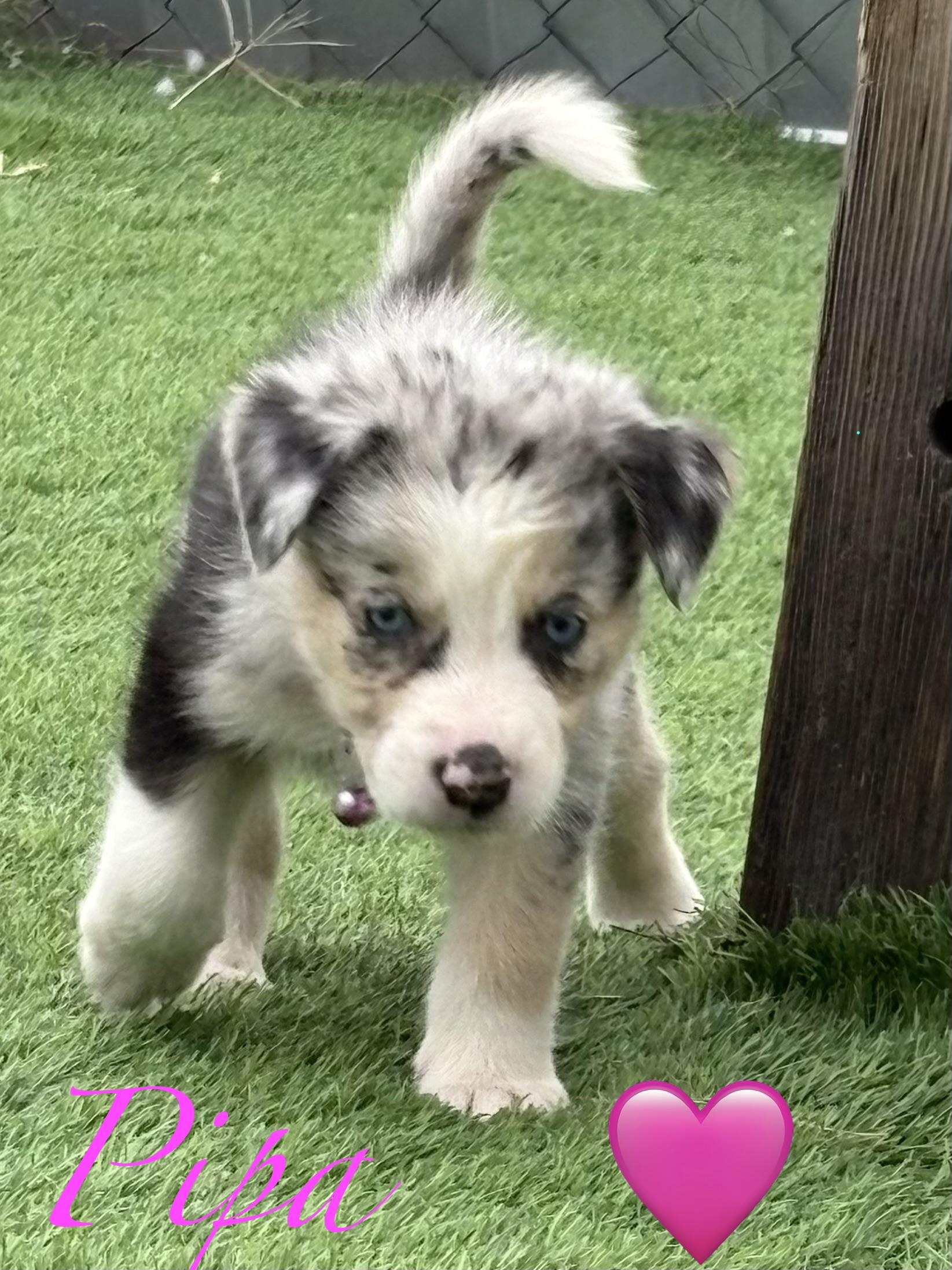 Enlarge Pippa, a Adoptable mixed breed in Littleton, CO image 2/2
