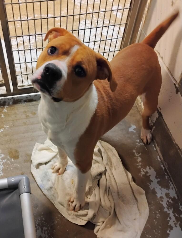 Enlarge Bruno #20, a Adoptable mixed breed in New Lexington, OH image 1/1