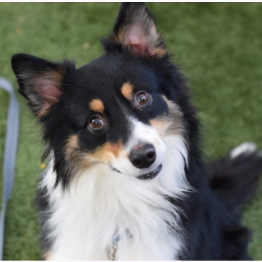 Milo *My Adoption is Pending!*, Adoptable, Adult Male Australian Shepherd.