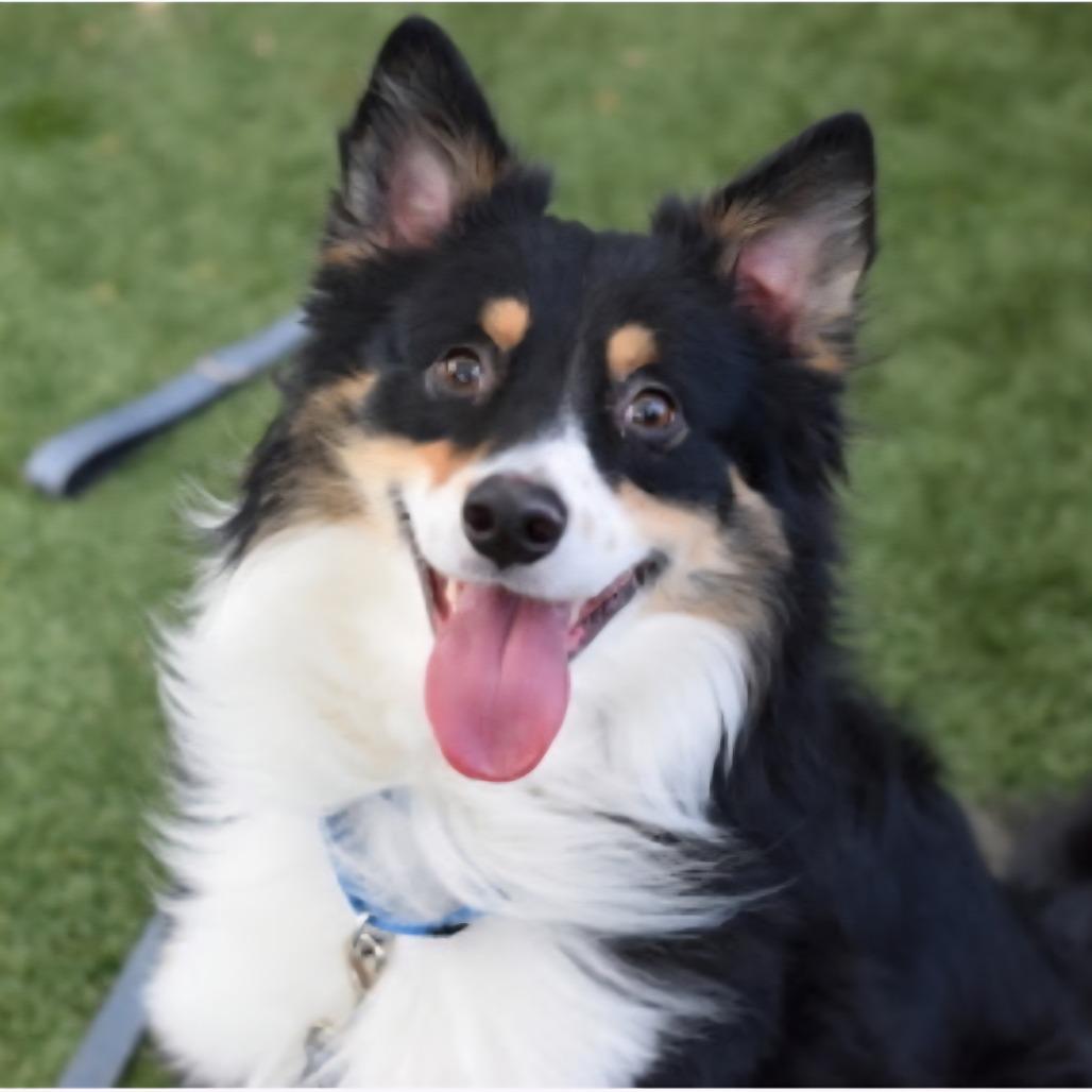Enlarge Milo *My Adoption is Pending!*, a Adoptable Australian Shepherd in Wappingers Falls, NY image 2/2