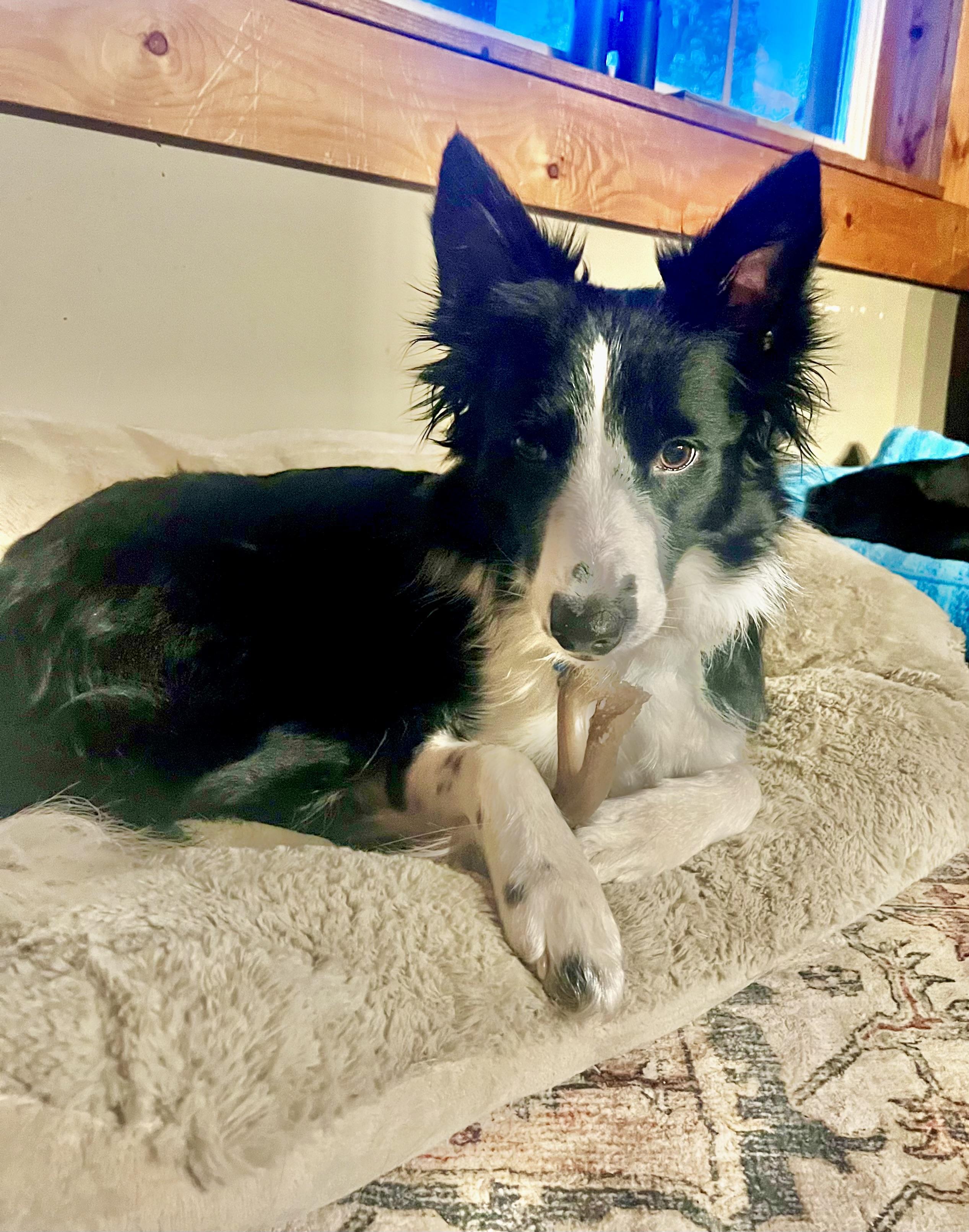 Gail, an adoptable Border Collie in Brainerd, MN, 56401 | Photo Image 4