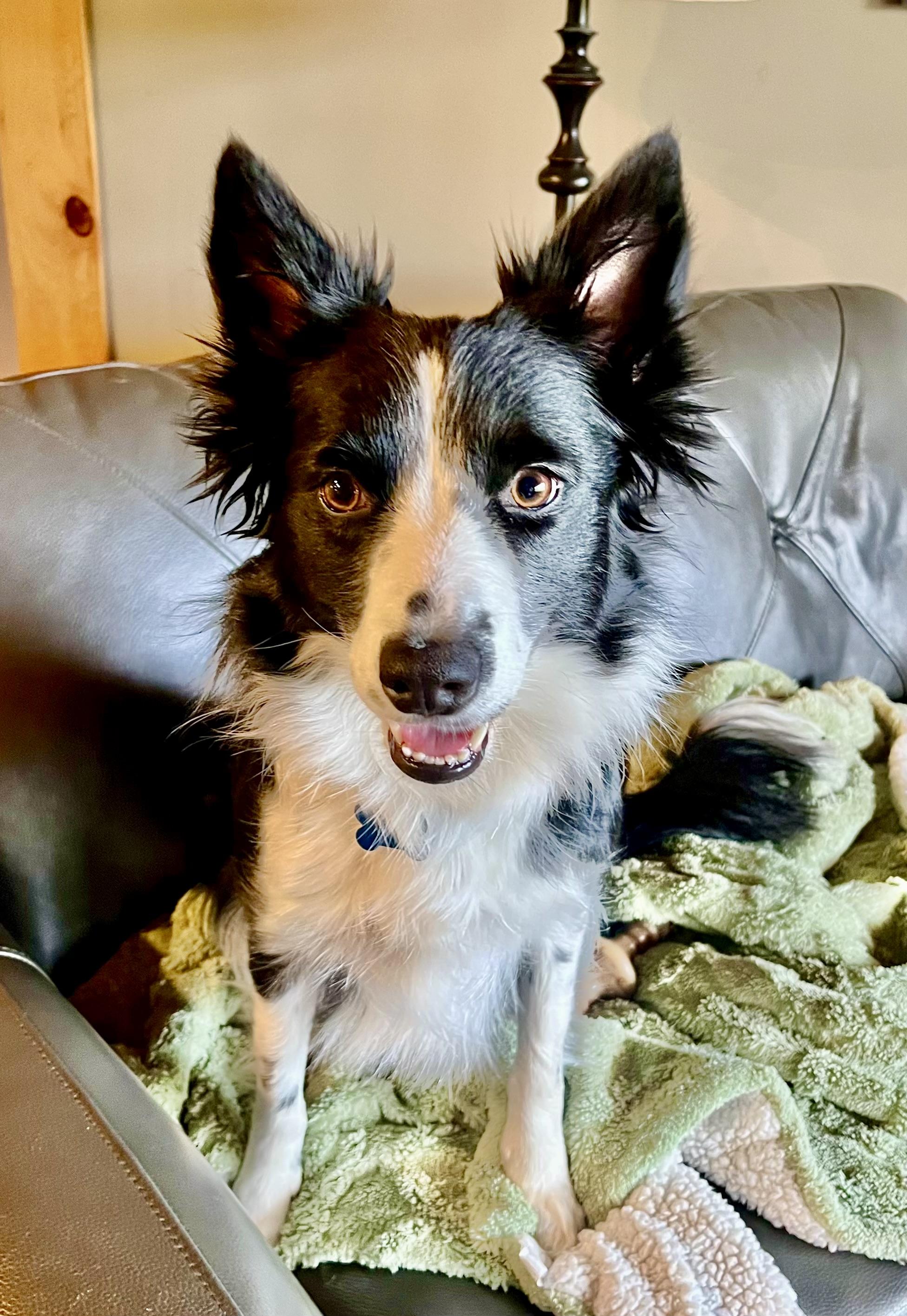 Gail, an adoptable Border Collie in Brainerd, MN, 56401 | Photo Image 1