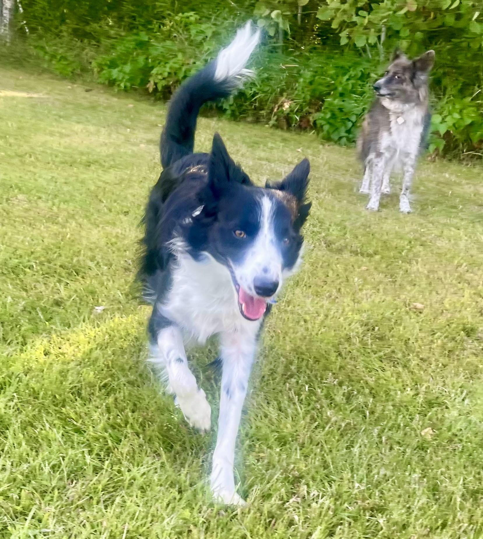 Gail, an adoptable Border Collie in Brainerd, MN, 56401 | Photo Image 5