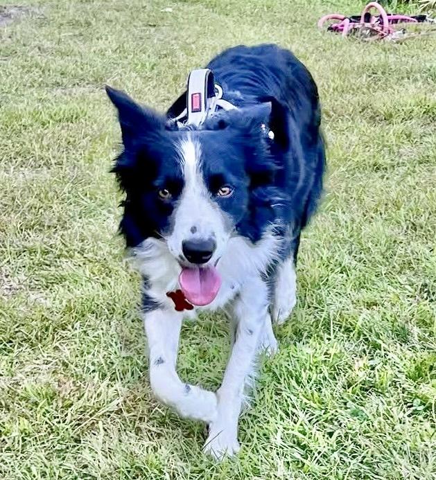 Gail, an adoptable Border Collie in Brainerd, MN, 56401 | Photo Image 2