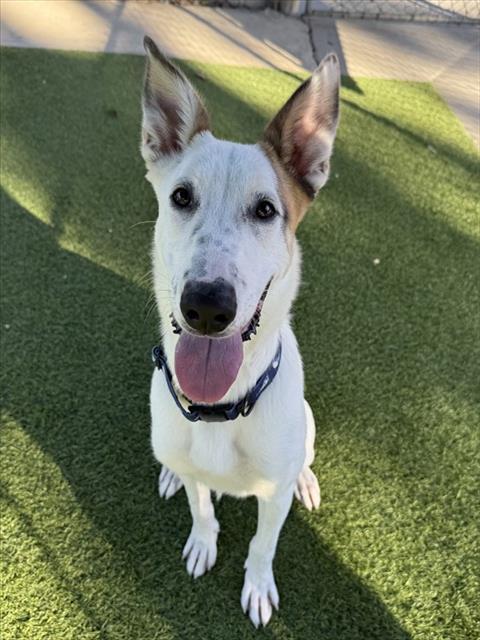 Enlarge FROSTY, a Adoptable mixed breed in Agoura, CA image 1/1