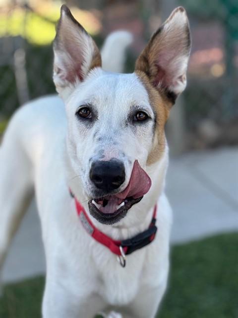 FROSTY, Adoptable, Young Male Fox Terrier & Foxhound.