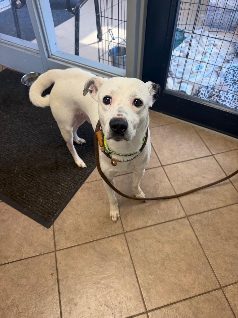 Unknown Park Street, Adoptable, Young Male Pit Bull Terrier.