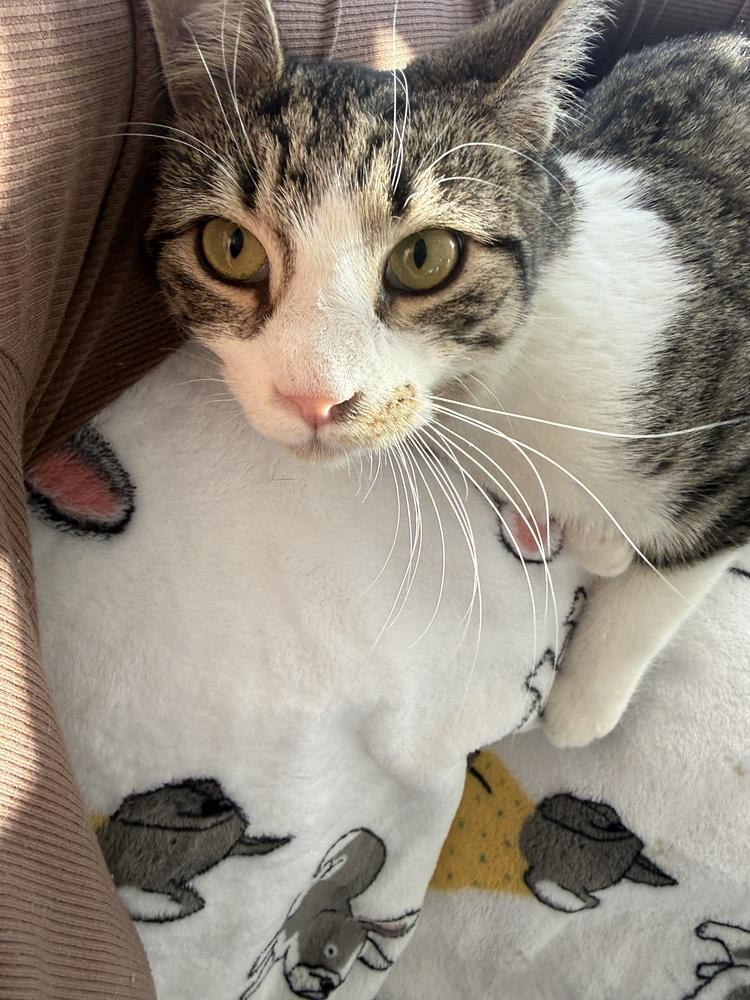 Silver (BONDED PAIR), Adoptable, Kitten Female Domestic Short Hair.