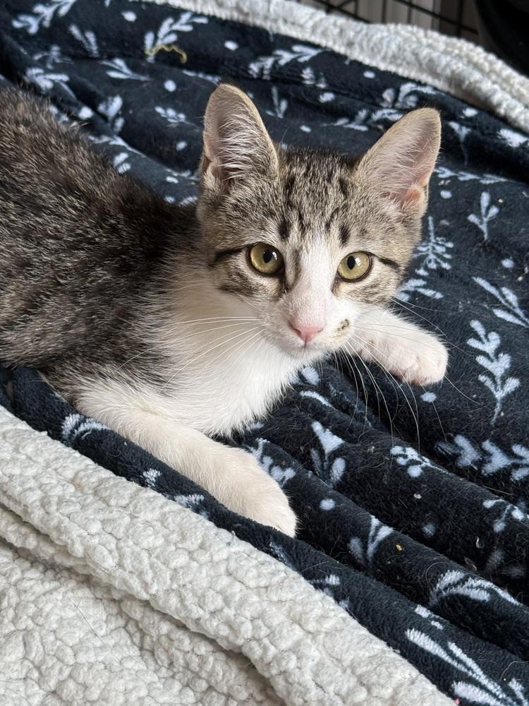 Enlarge Silver (BONDED PAIR), a Adoptable Domestic Short Hair in Bolton, CT image 2/6