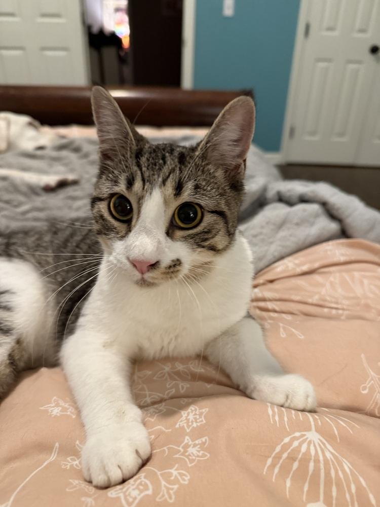 Enlarge Silver (BONDED PAIR), a Adoptable Domestic Short Hair in Bolton, CT image 3/6