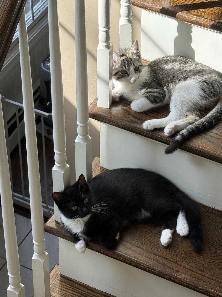 Enlarge Silver (BONDED PAIR), a Adoptable Domestic Short Hair in Bolton, CT image 6/6