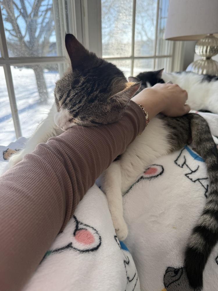 Enlarge Silver (BONDED PAIR), a Adoptable Domestic Short Hair in Bolton, CT image 5/6