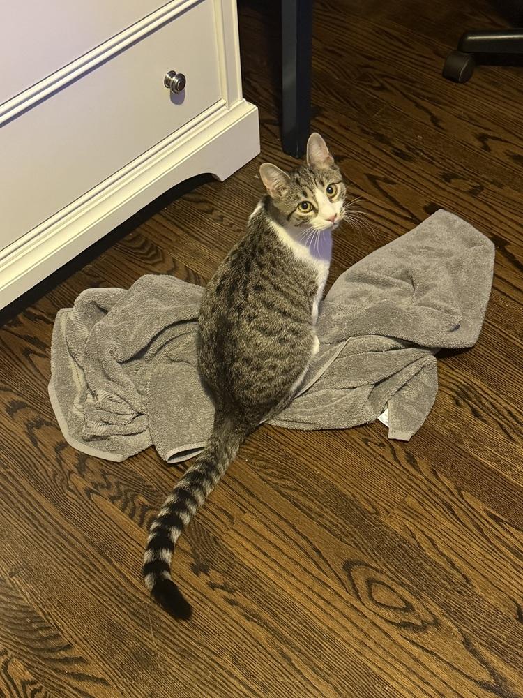 Enlarge Silver (BONDED PAIR), a Adoptable Domestic Short Hair in Bolton, CT image 6/6