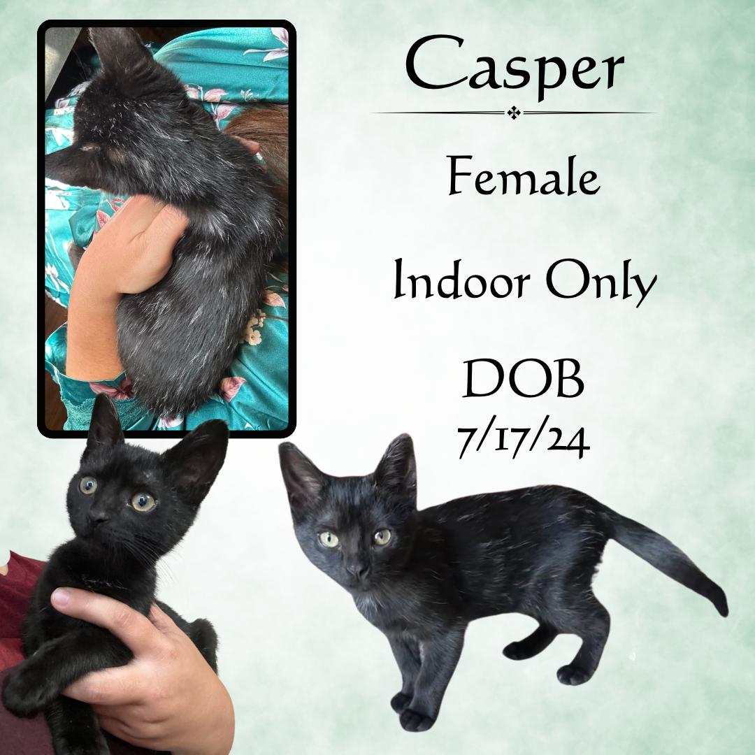 Cat for adoption Casper, a Domestic Short Hair Mix in Downers Grove