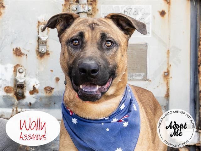 WALLY, Adoptable, Adult Male German Shepherd Dog & Mixed Breed.