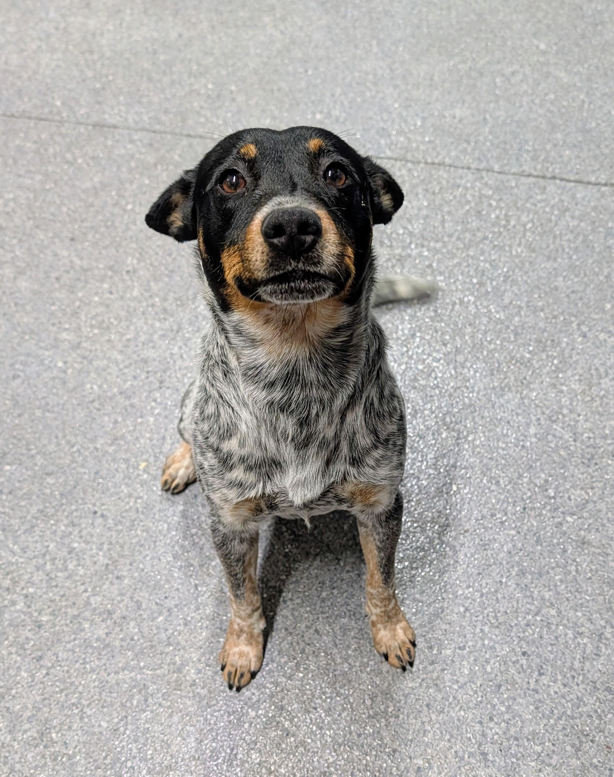 Tony, adopted, Young Male Australian Cattle Dog / Blue Heeler.