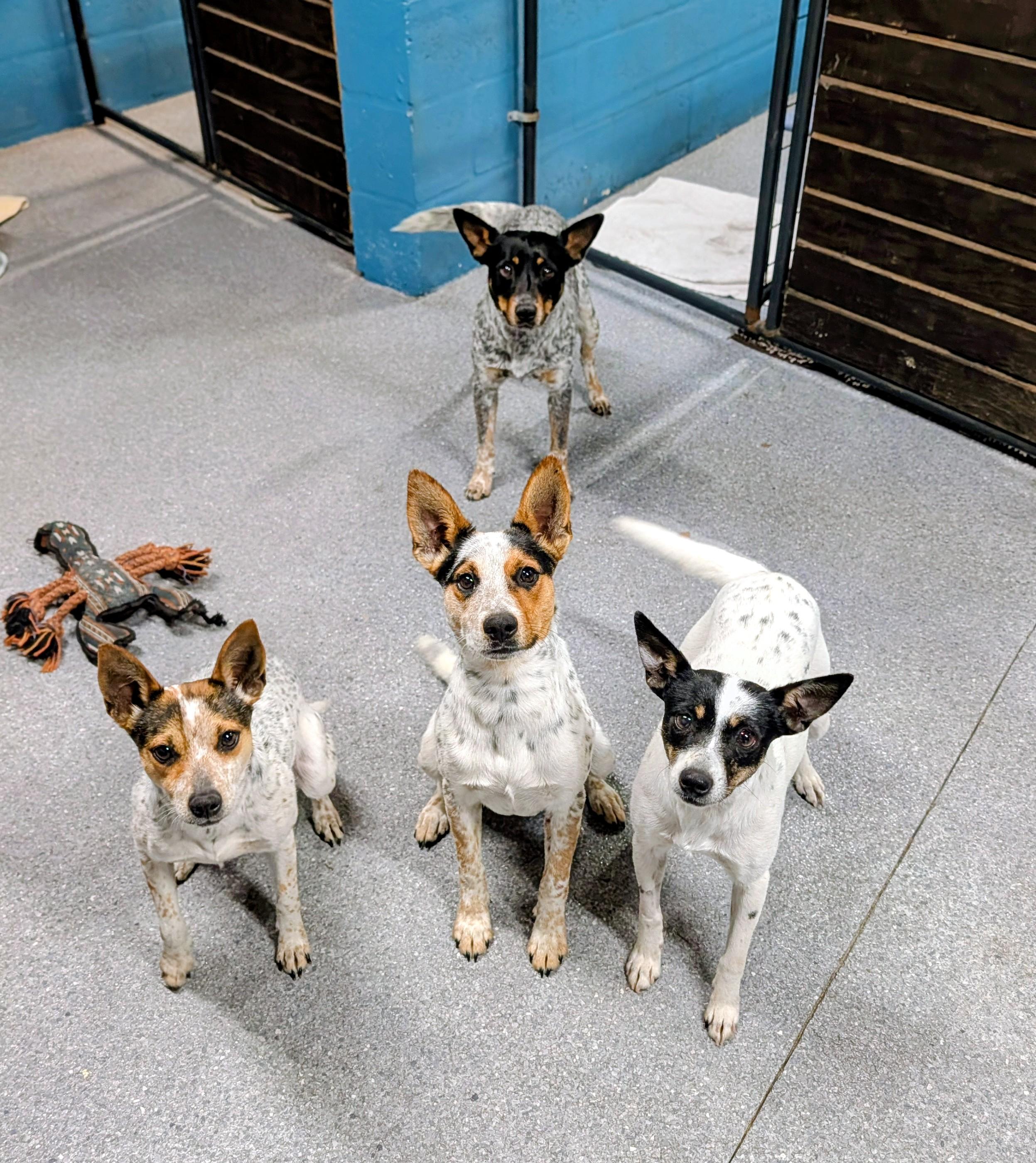 Enlarge Tony, an adopted mixed breed in Punta Gorda , FL image 3/3