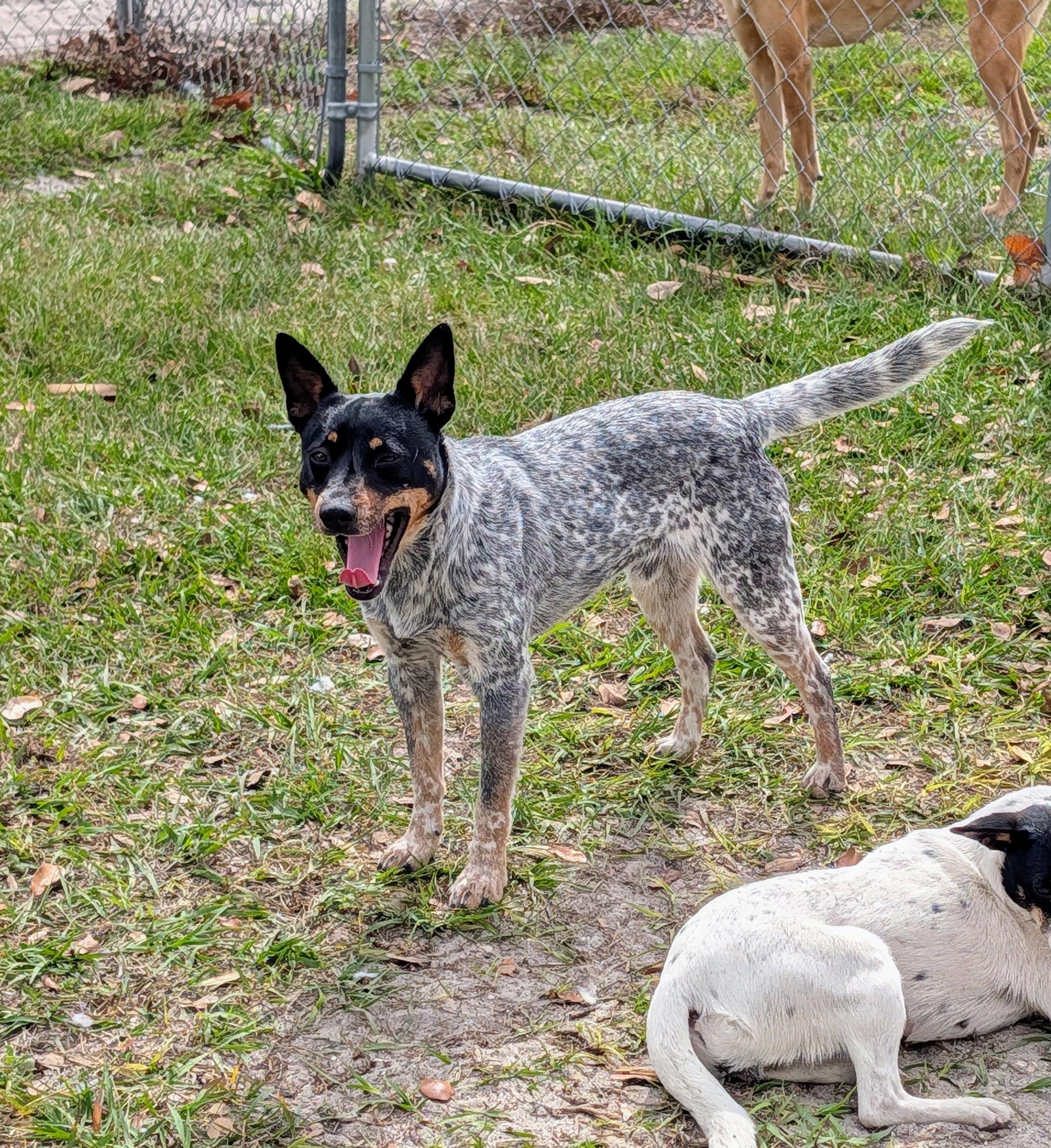 Enlarge Tony, an adopted mixed breed in Punta Gorda , FL image 2/3