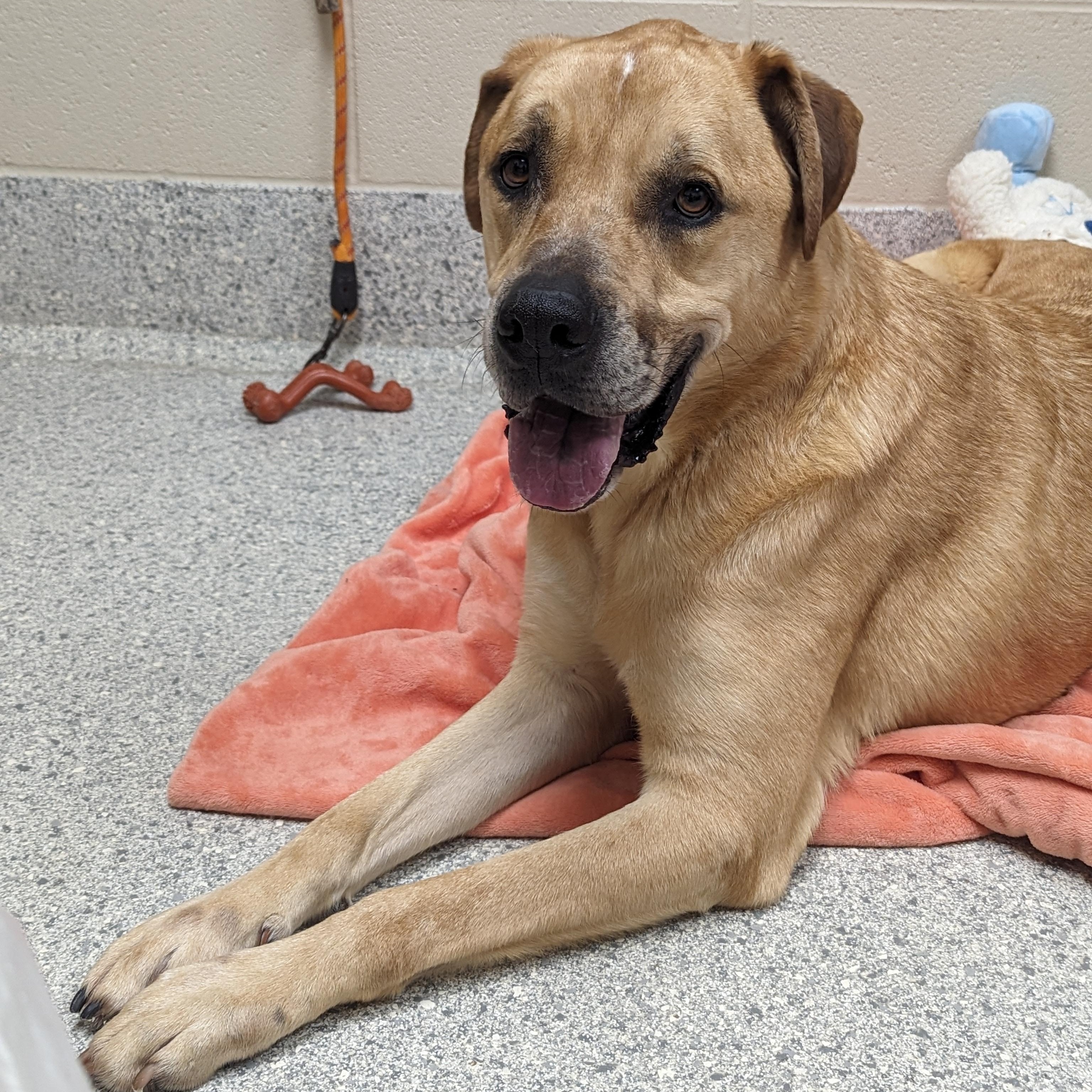 Enlarge Copper, a Adoptable mixed breed in Valparaiso, IN image 3/5