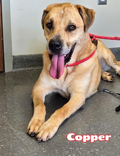 Enlarge Copper, a Adoptable mixed breed in Valparaiso, IN image 4/5
