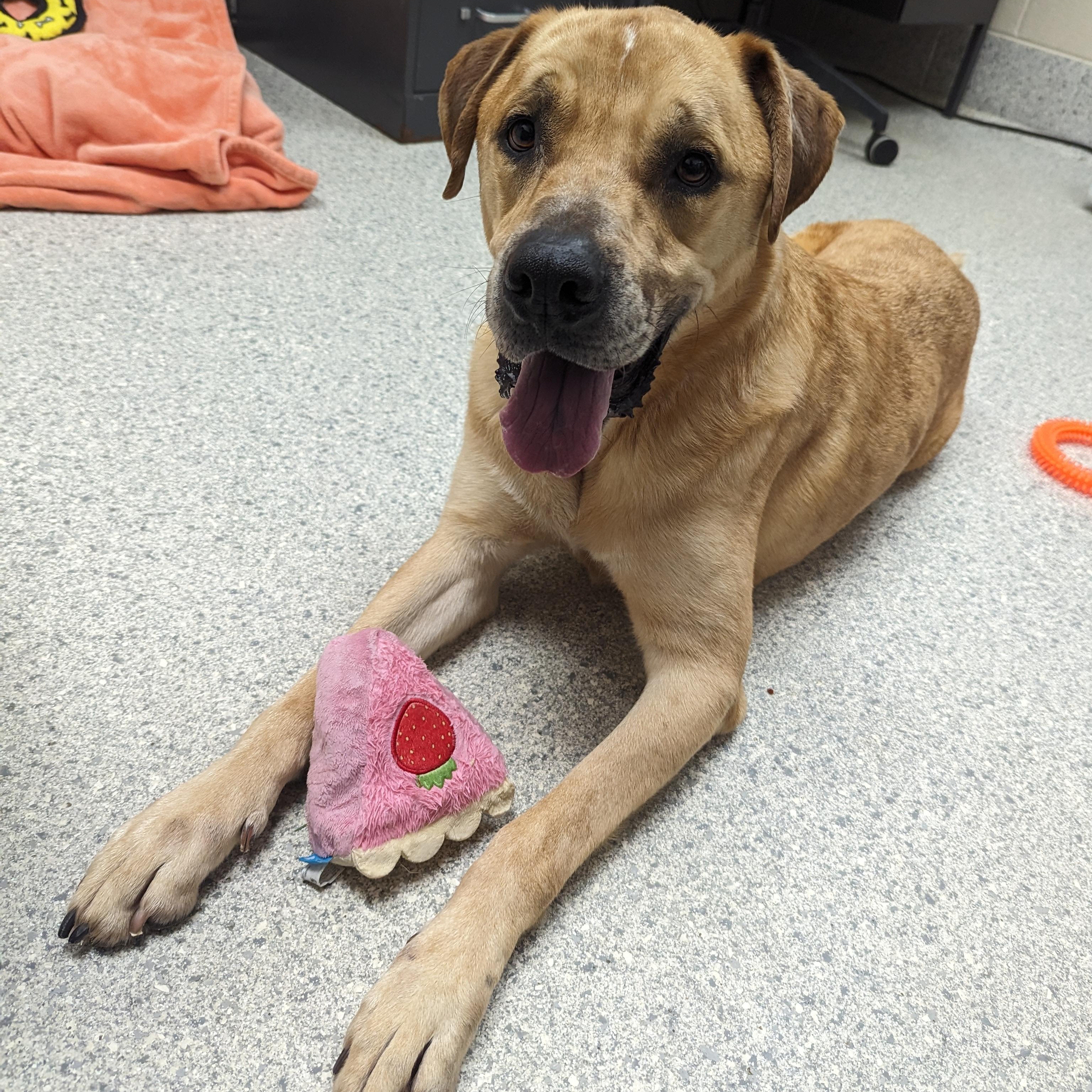 Enlarge Copper, a Adoptable mixed breed in Valparaiso, IN image 1/5