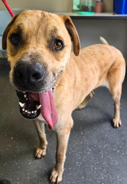 Enlarge Copper, a Adoptable mixed breed in Valparaiso, IN image 5/5
