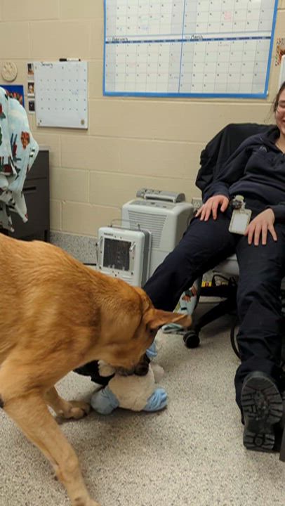 Enlarge Copper, a Adoptable mixed breed in Valparaiso, IN video 2/5