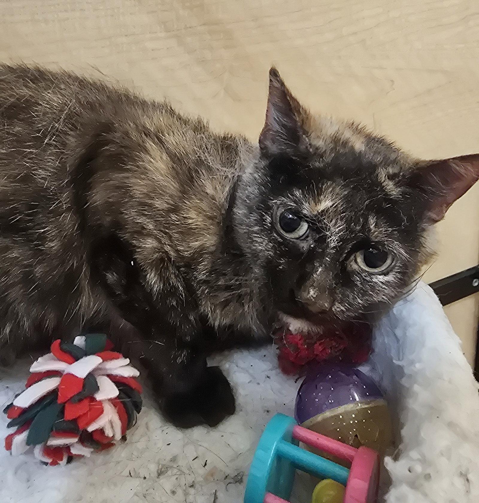 Enlarge Celeste, a Adoptable Domestic Short Hair in Rowlett, TX image 1/2