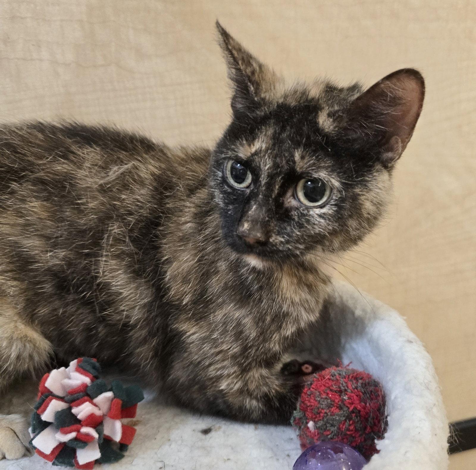 Enlarge Celeste, a Adoptable Domestic Short Hair in Rowlett, TX image 2/2