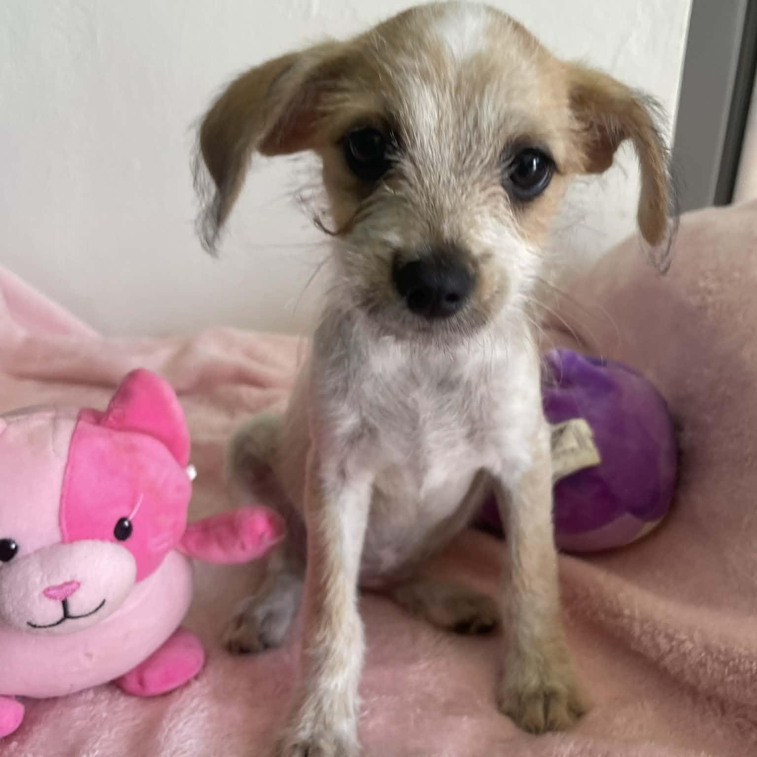 Vera, ADOPTABLE, Puppy Female Havanese.