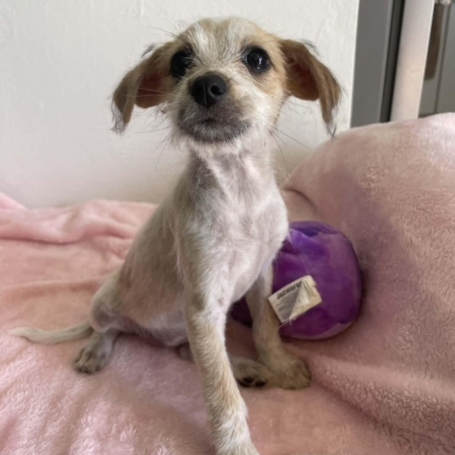 Enlarge Vera, a ADOPTABLE mixed breed in ISABELA, PR image 2/2