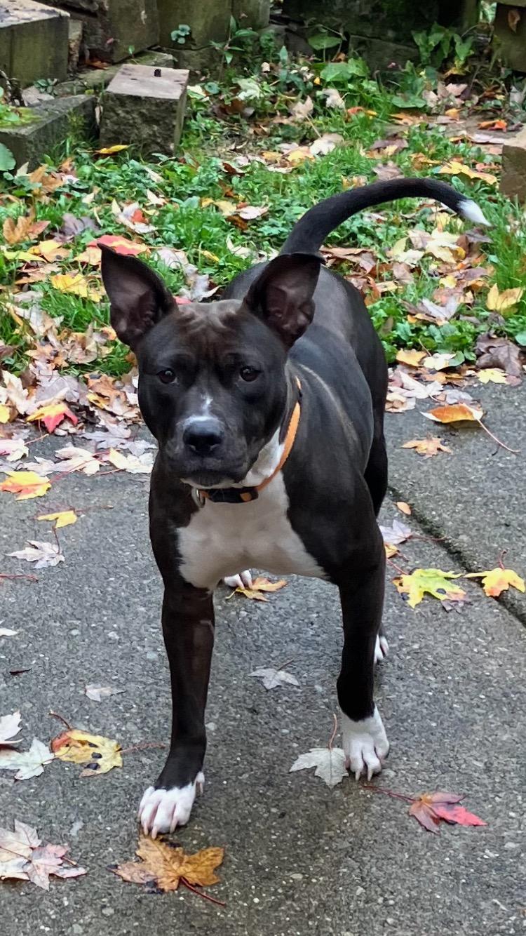 Flora, an adoptable Mixed Breed in Lyndhurst, OH, 44124 | Photo Image 1