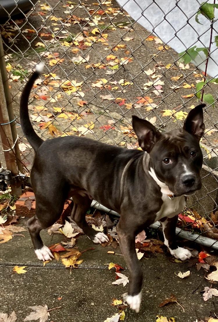 Flora, an adoptable Mixed Breed in Lyndhurst, OH, 44124 | Photo Image 6