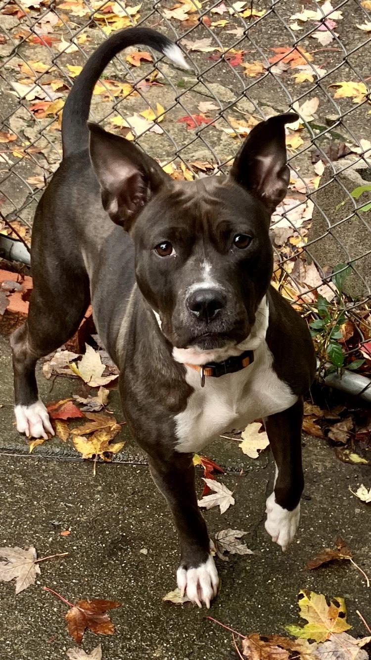 Flora, an adoptable Mixed Breed in Lyndhurst, OH, 44124 | Photo Image 5