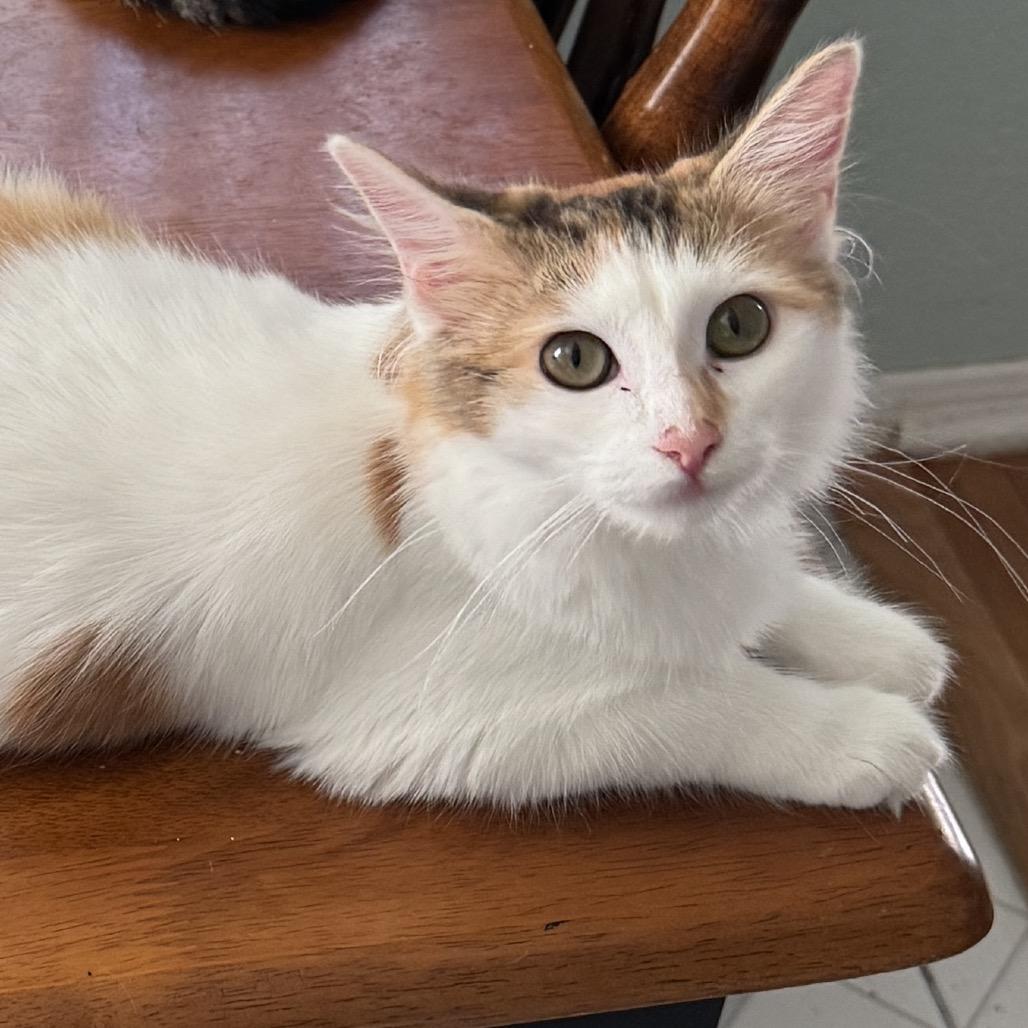 Francis, Adoptable, Young Female Domestic Short Hair.
