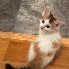 Francis, a Adoptable Domestic Short Hair in Leander, TX image 2/5
