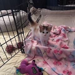 Francis, a Adoptable Domestic Short Hair in Leander, TX image 4/5