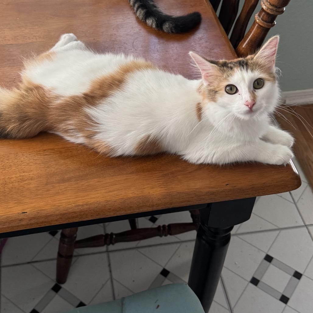 Francis, a Adoptable Domestic Short Hair in Leander, TX image 5/5
