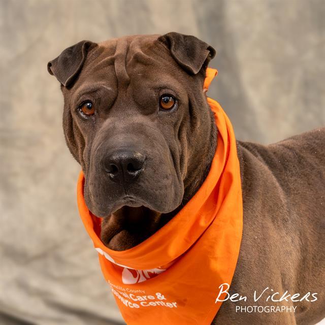 Enlarge KIKO, a Adoptable mixed breed in Albuquerque, NM image 1/1