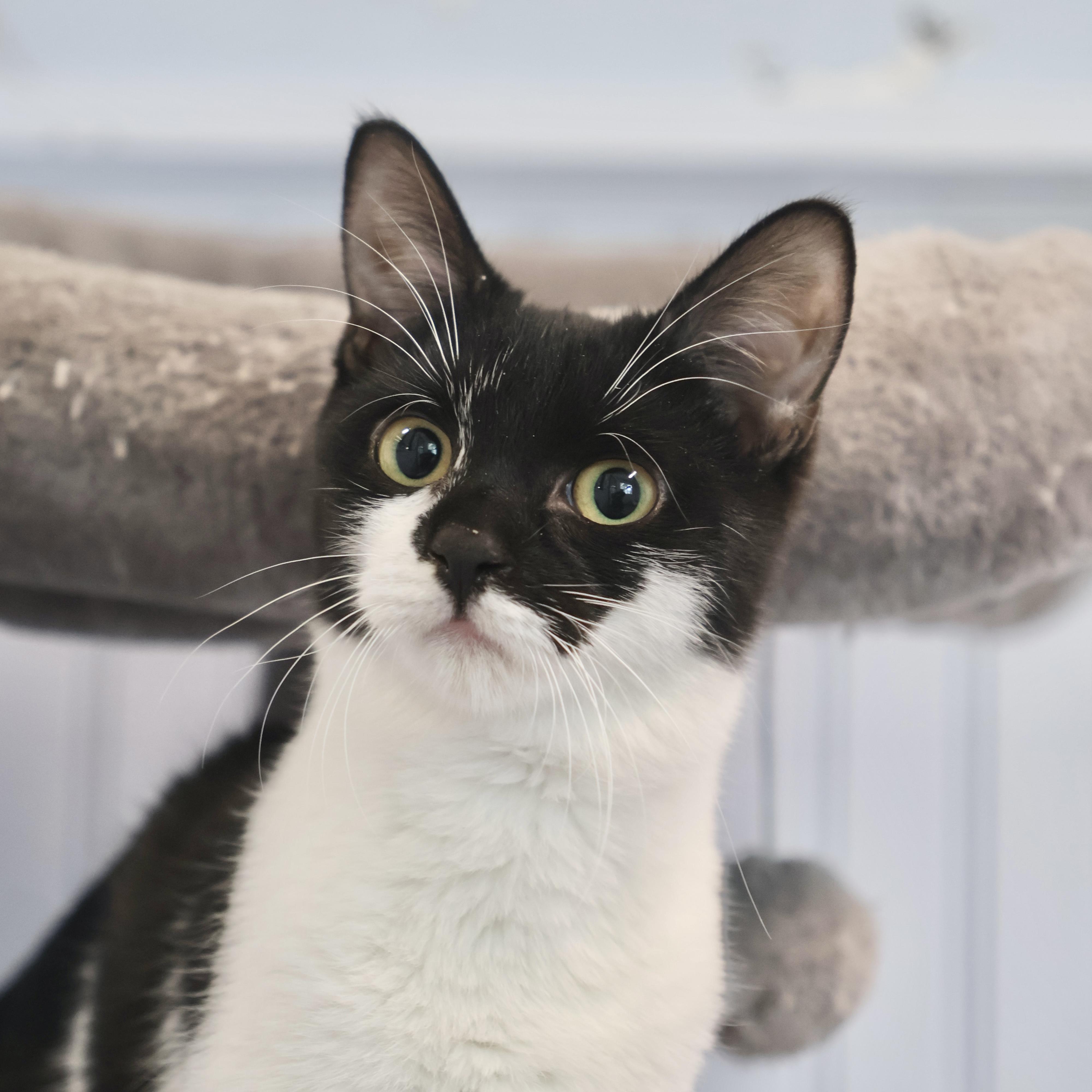 Enlarge Queen Bee *bonded to Honey Bee*, an adopted Domestic Short Hair in Briarcliff Manor, NY image 1/1