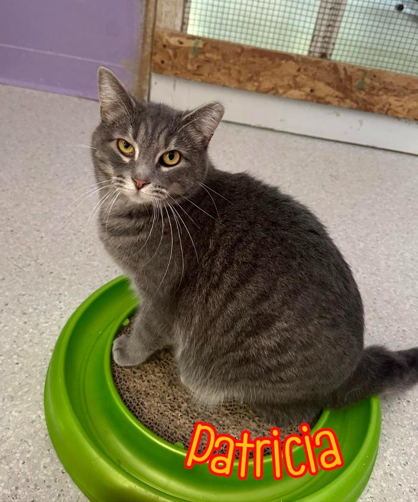 Enlarge Patricia, a Adoptable mixed breed in Port Clinton, OH image 1/6