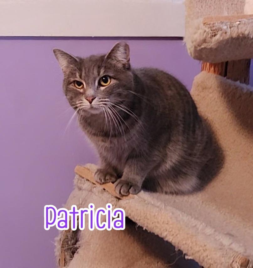 Enlarge Patricia, a Adoptable mixed breed in Port Clinton, OH image 2/6