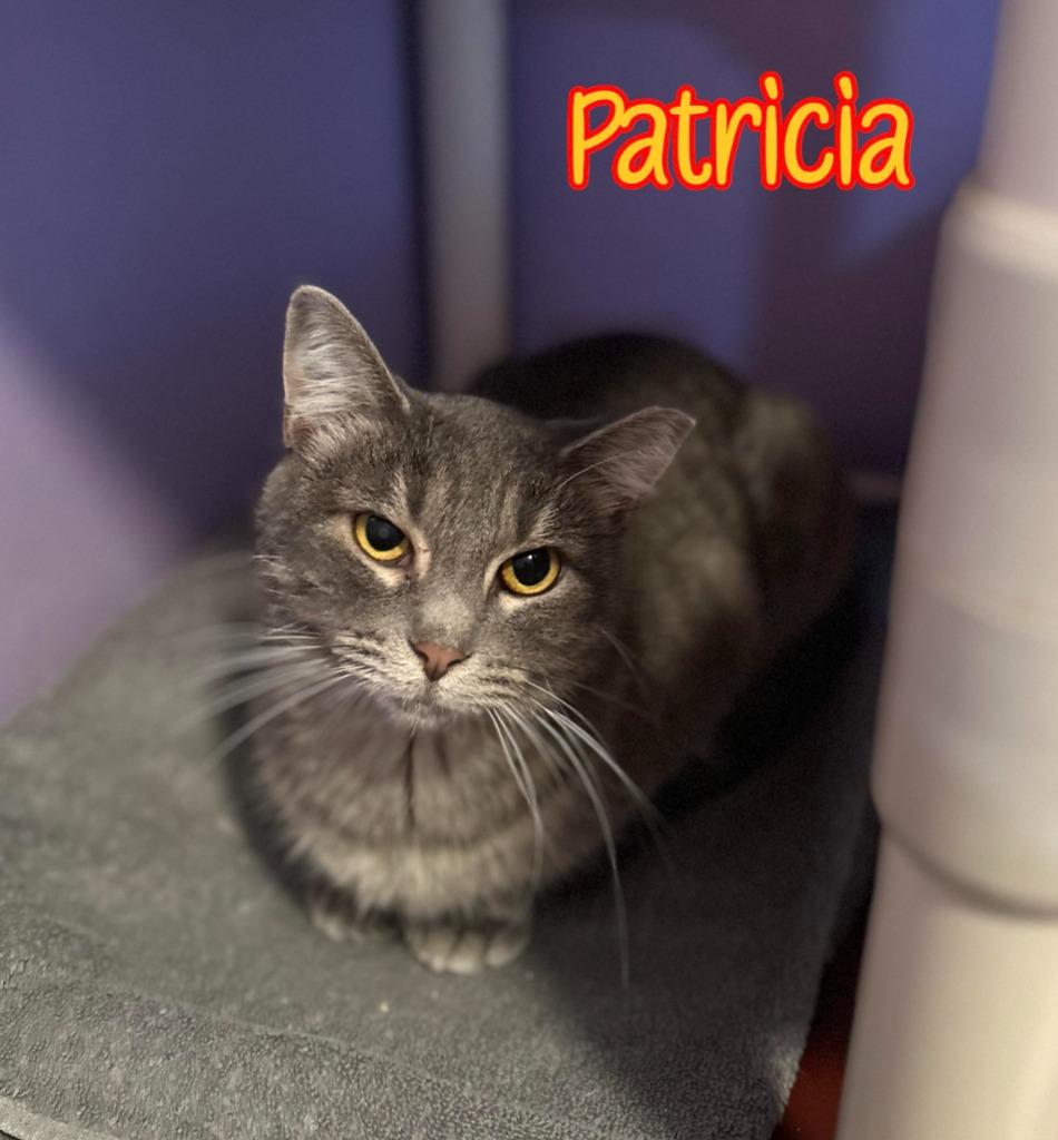 Enlarge Patricia, a Adoptable mixed breed in Port Clinton, OH image 5/6